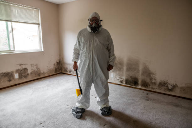 Why You Should Choose Our Mold Remediation Services in Anderson, MO